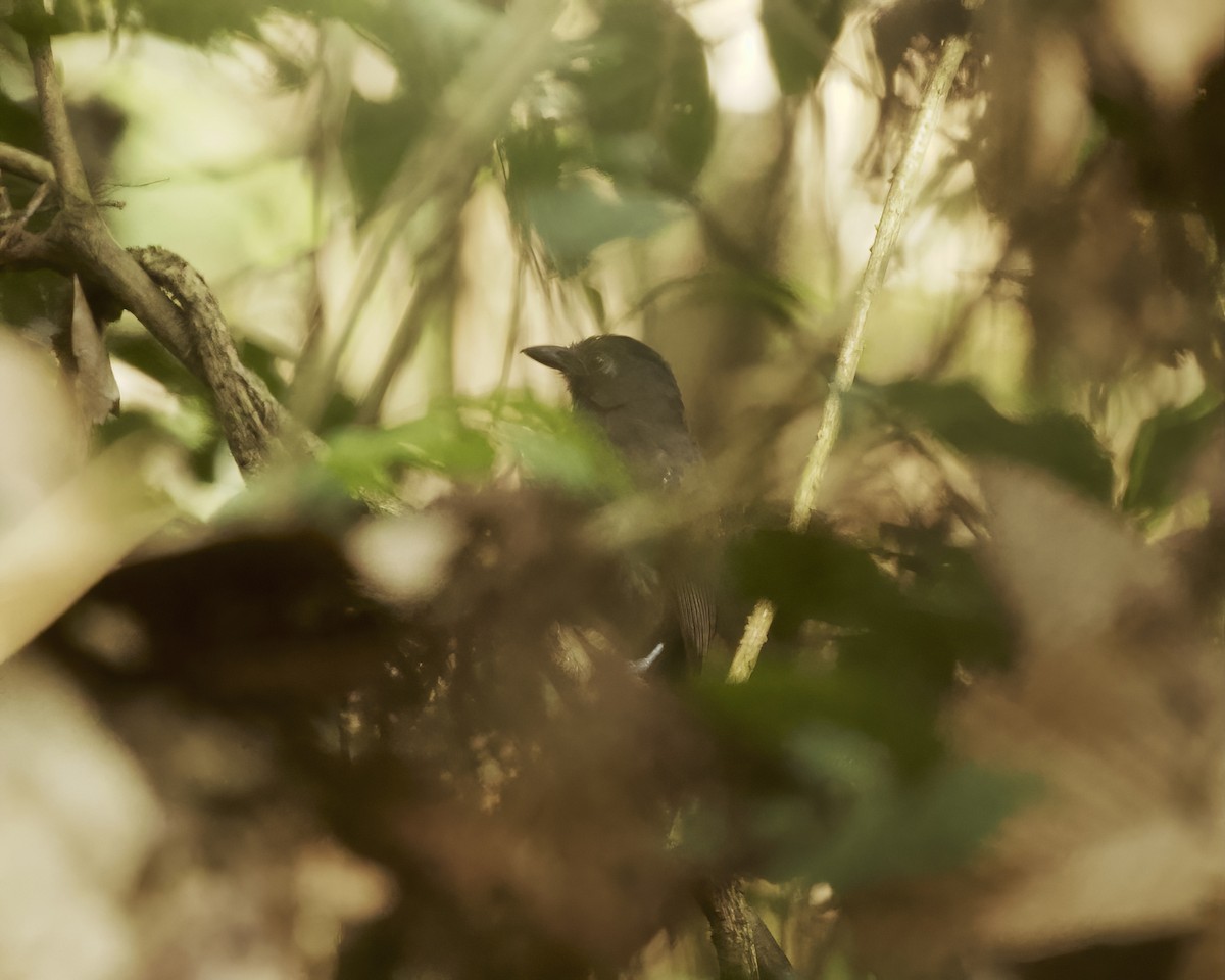 White-shouldered Antshrike - ML642631721
