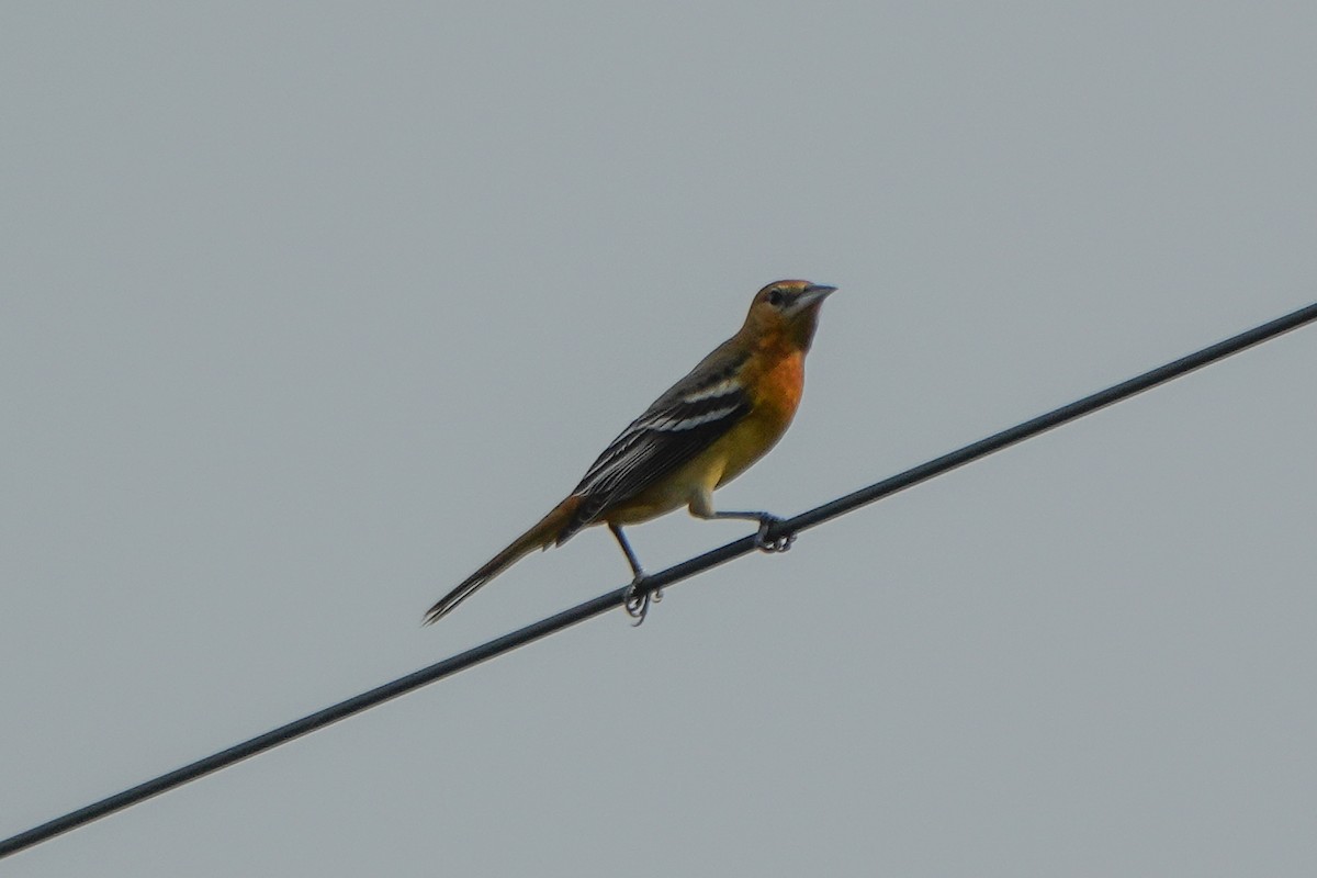 Baltimore Oriole - ML642631722