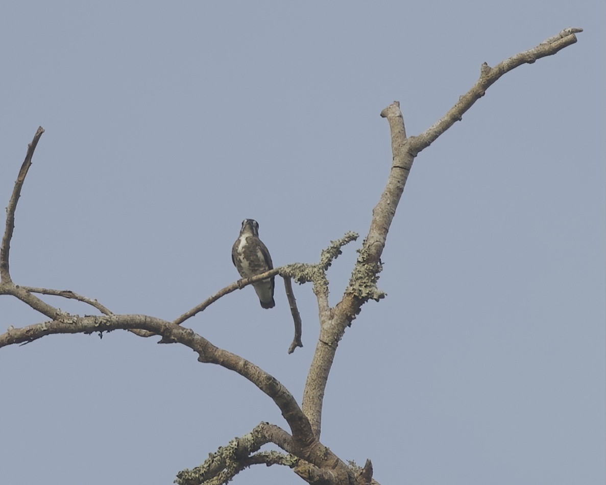White-browed Purpletuft - ML642631741