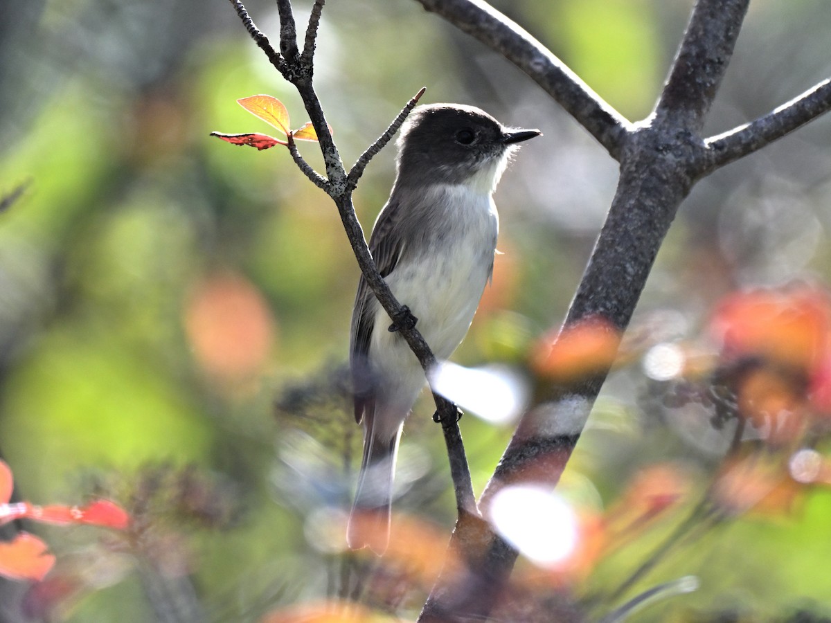 Eastern Phoebe - ML642631744