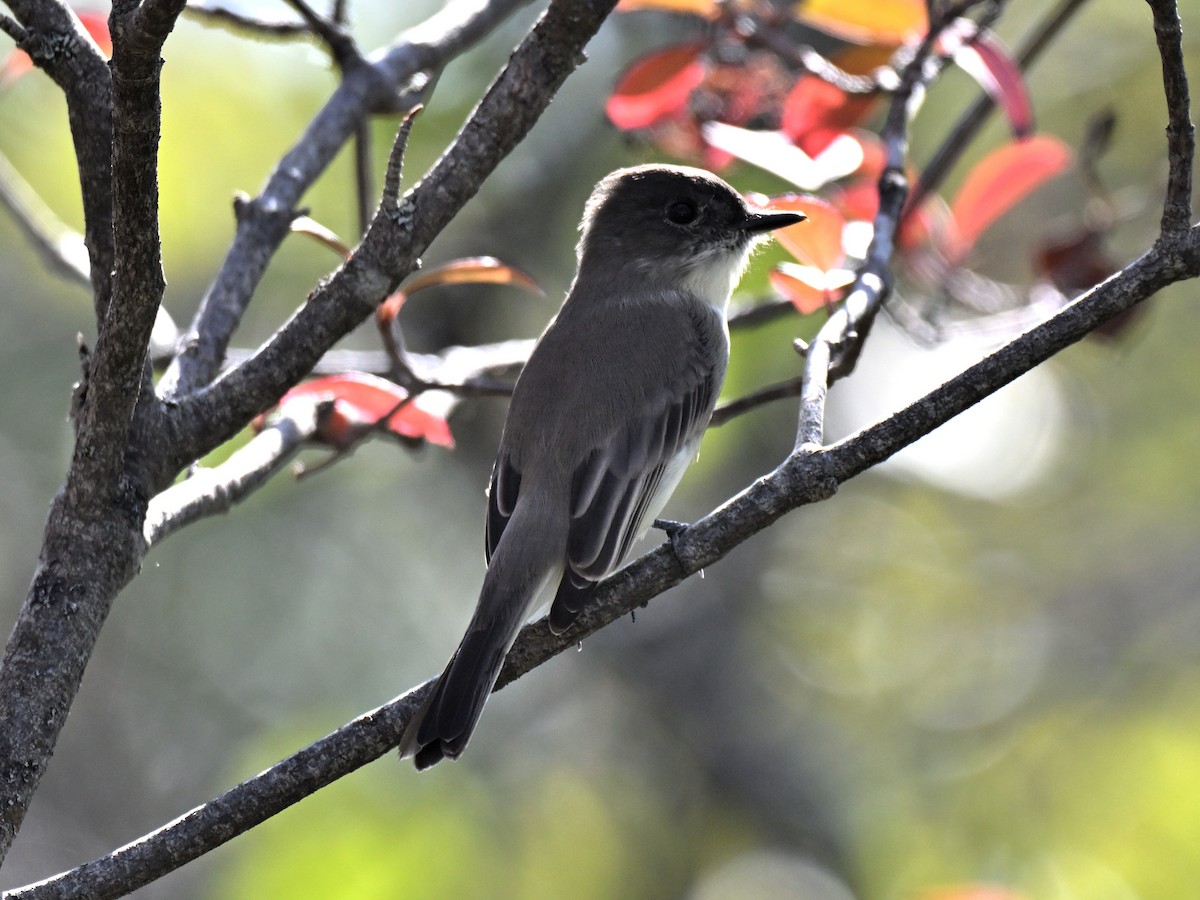 Eastern Phoebe - ML642631745