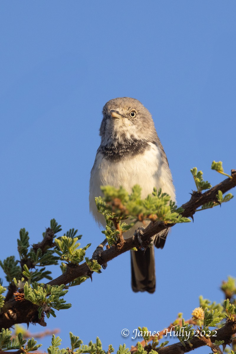 Banded Parisoma - ML642631771