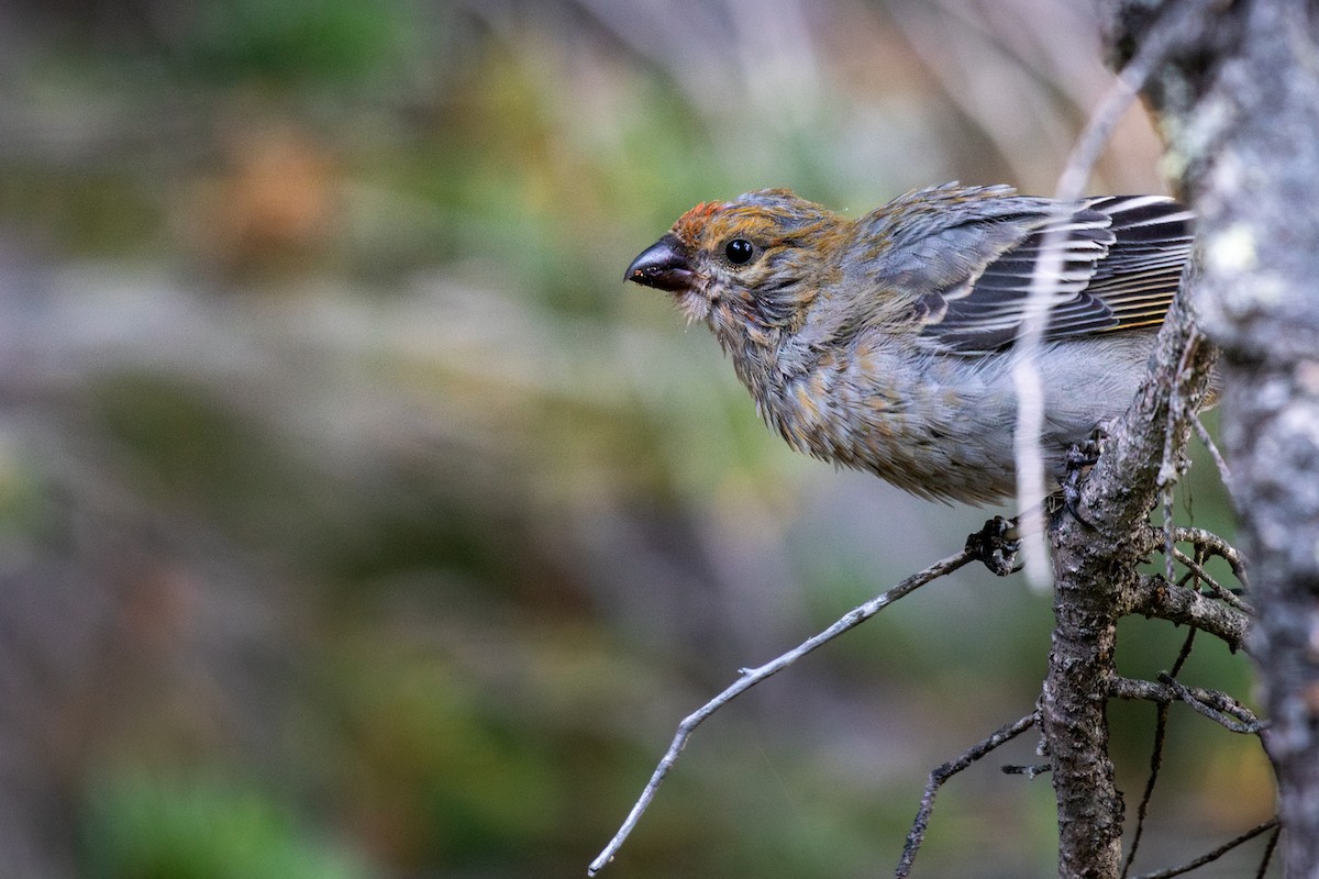 Pine Grosbeak - ML642631774