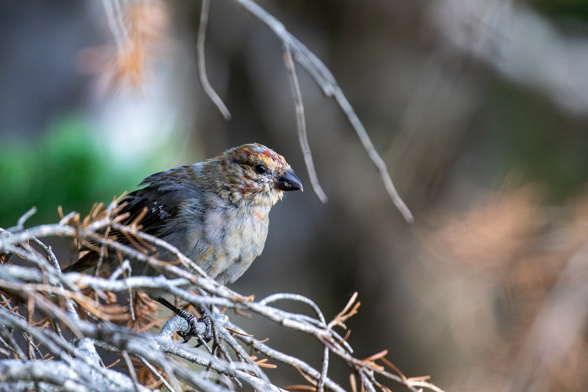 Pine Grosbeak - ML642631776