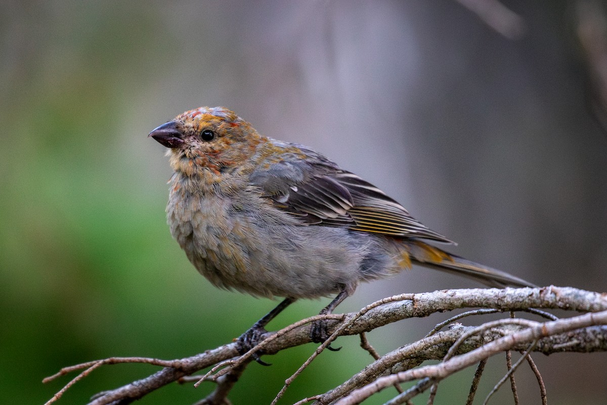 Pine Grosbeak - ML642631777