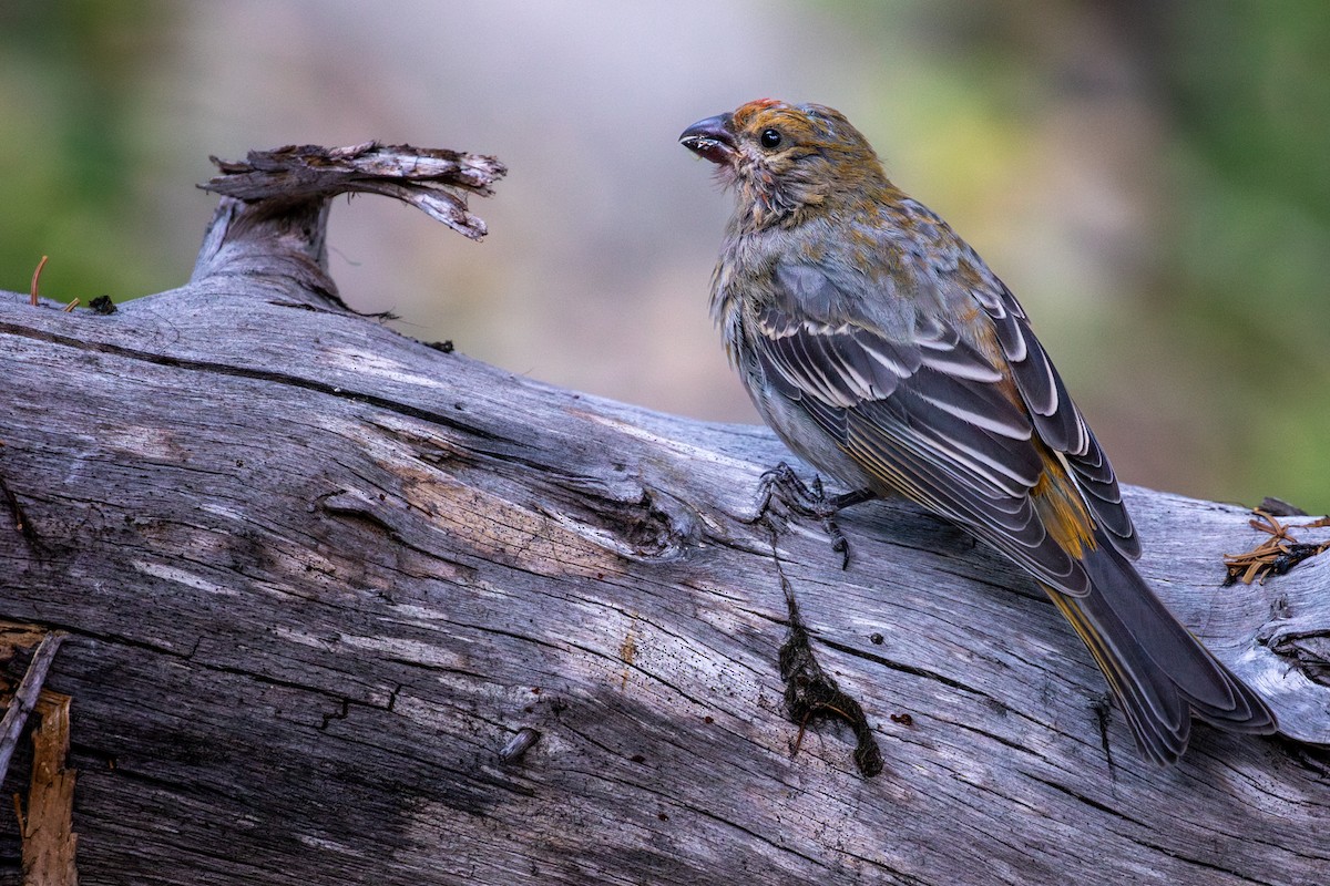 Pine Grosbeak - ML642631778