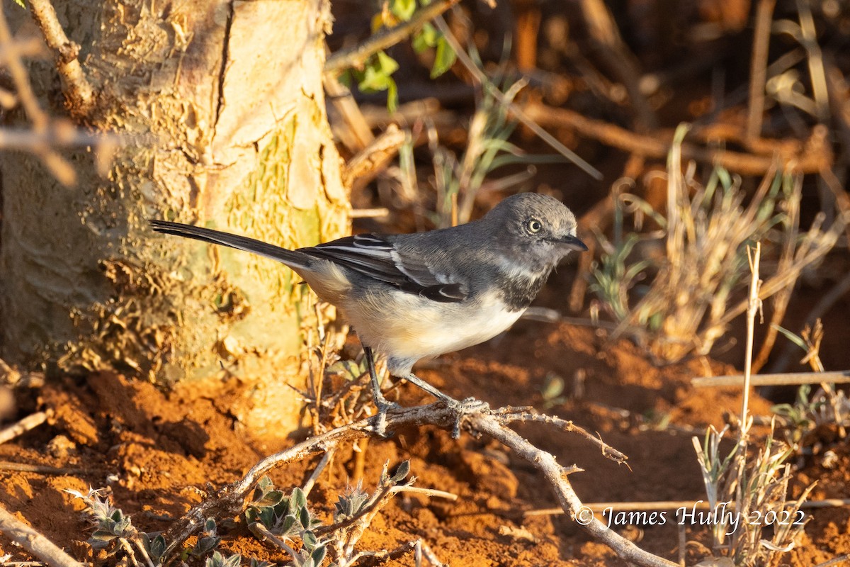 Banded Parisoma - ML642631783