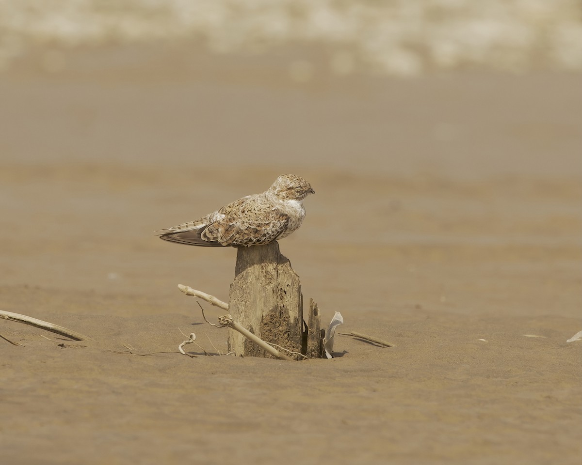 Sand-colored Nighthawk - ML642631787