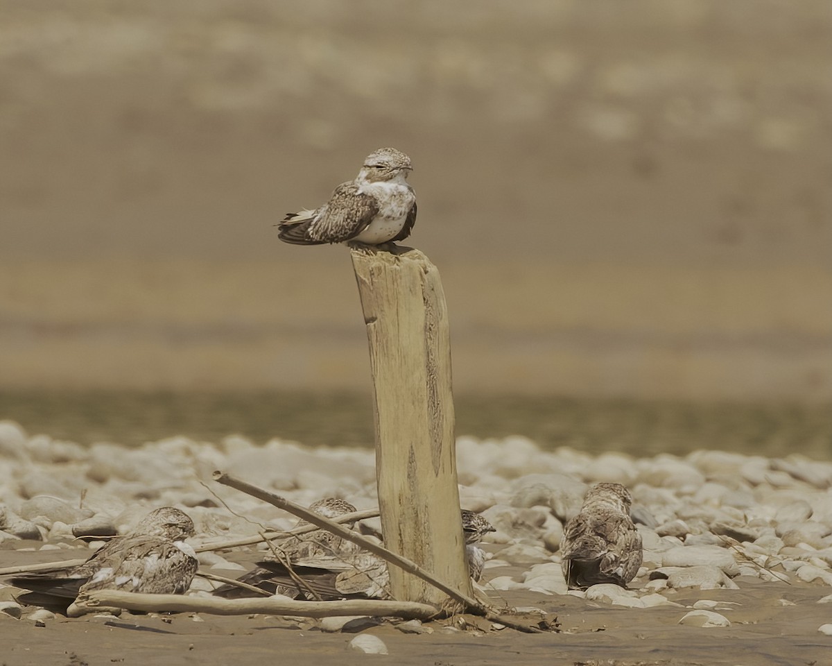 Sand-colored Nighthawk - ML642631788