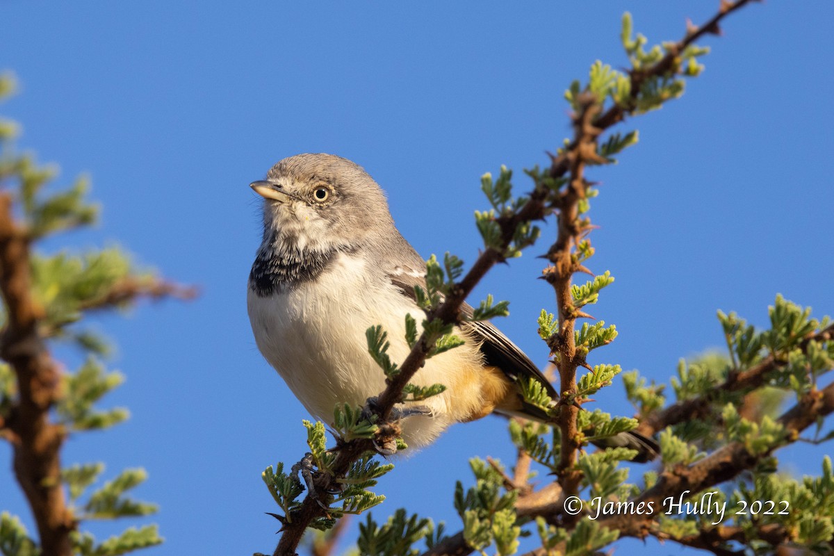 Banded Parisoma - ML642631796