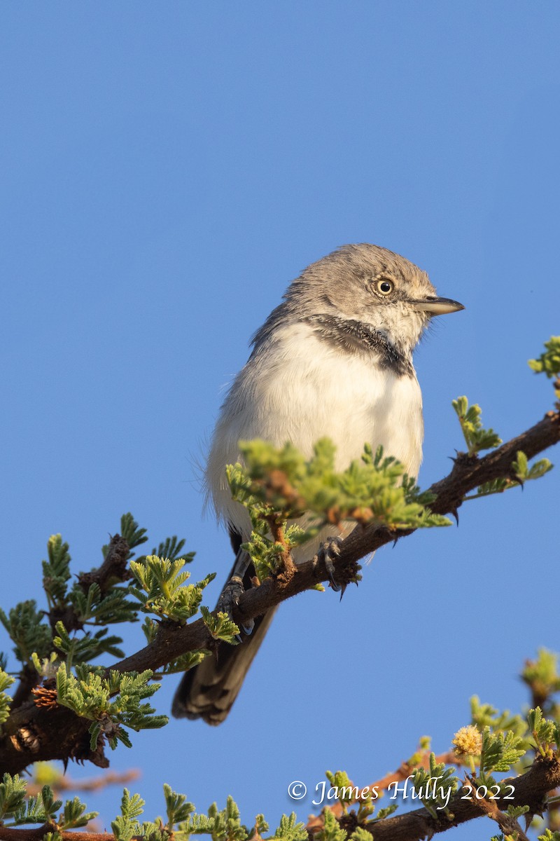 Banded Parisoma - ML642631800