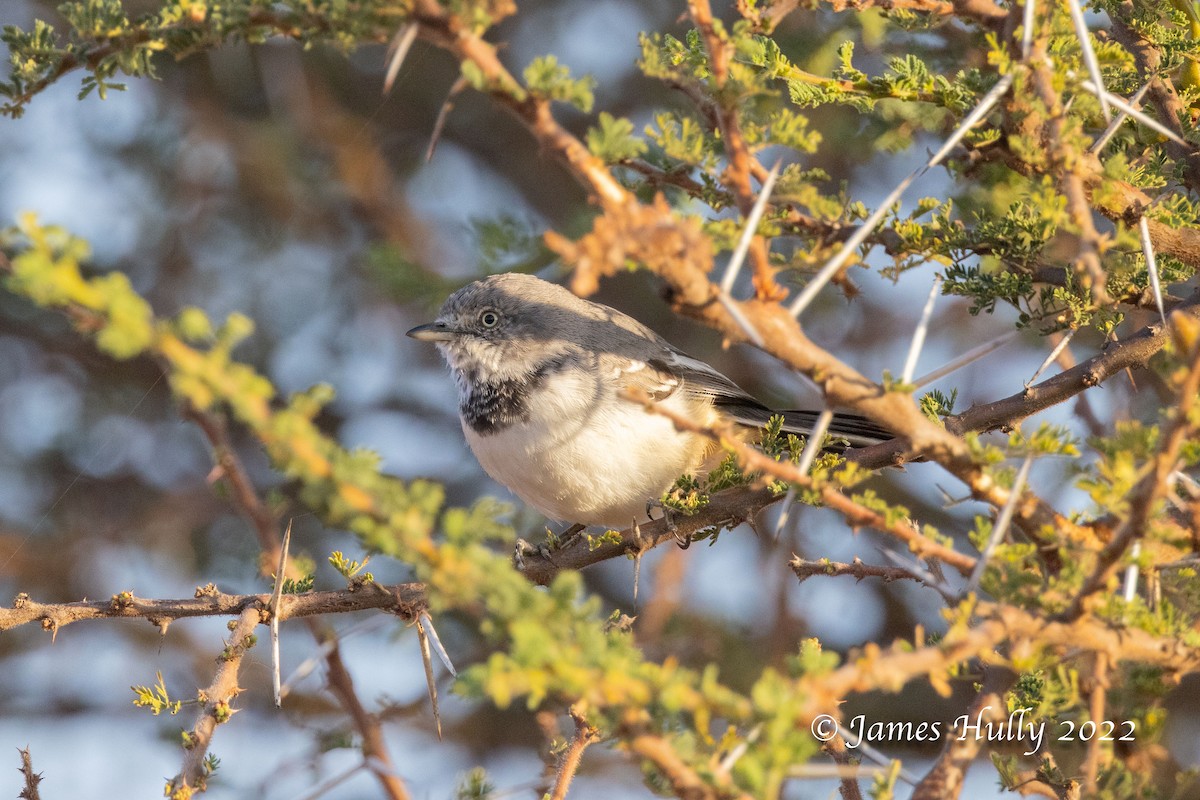 Banded Parisoma - ML642631801