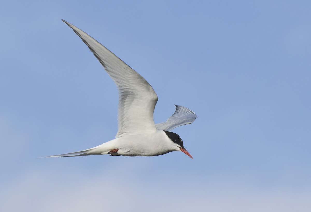 Arctic Tern - ML642631815