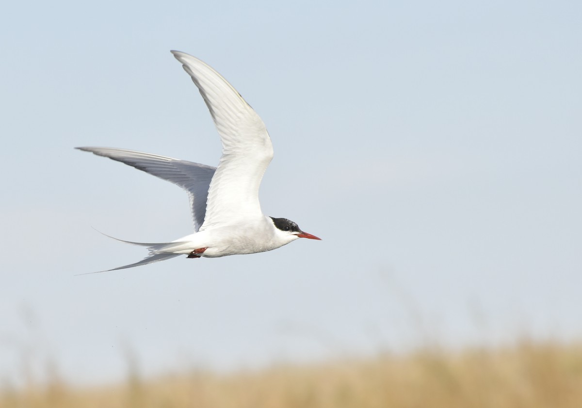Arctic Tern - ML642631816