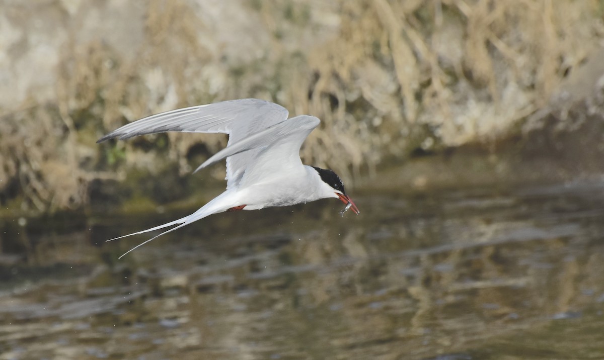 Arctic Tern - ML642631817