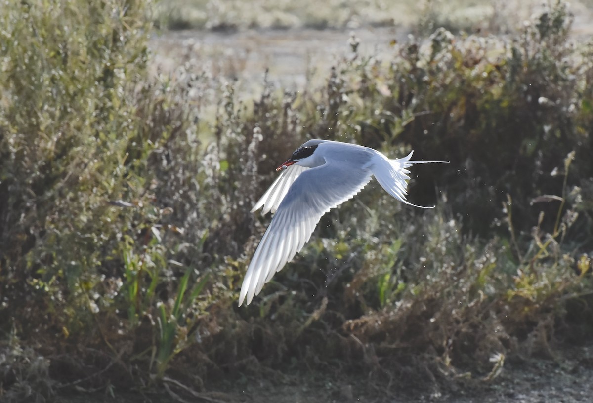 Arctic Tern - ML642631818