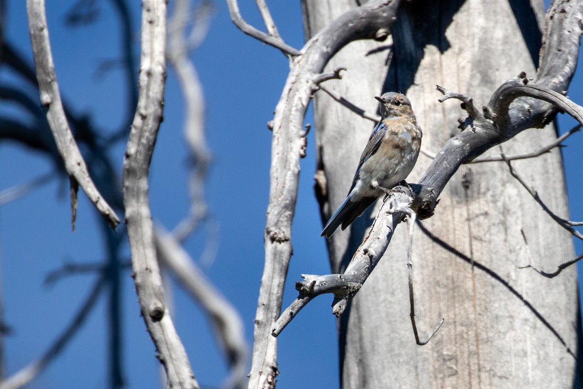 Mountain Bluebird - ML642631833
