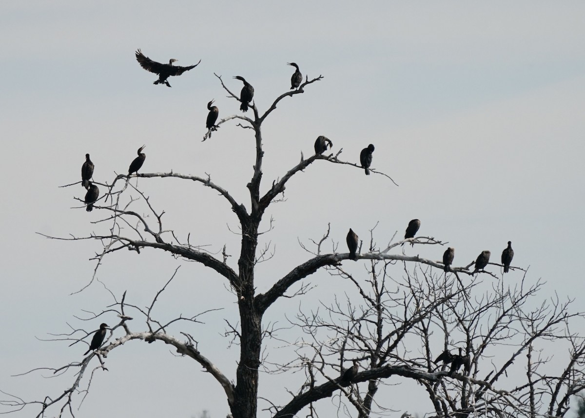 Double-crested Cormorant - ML642631839