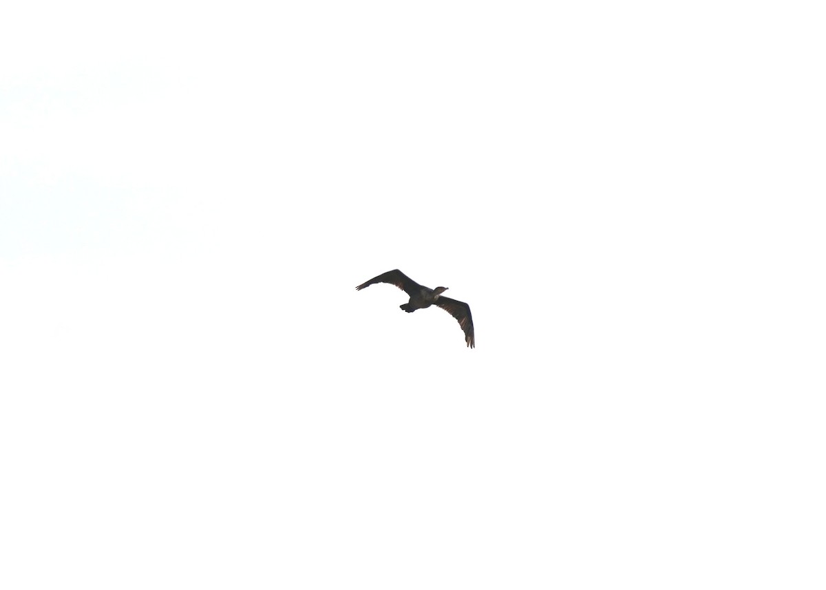 Double-crested Cormorant - ML642631843