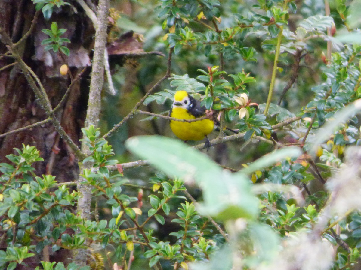 Golden-fronted Redstart - ML642631845