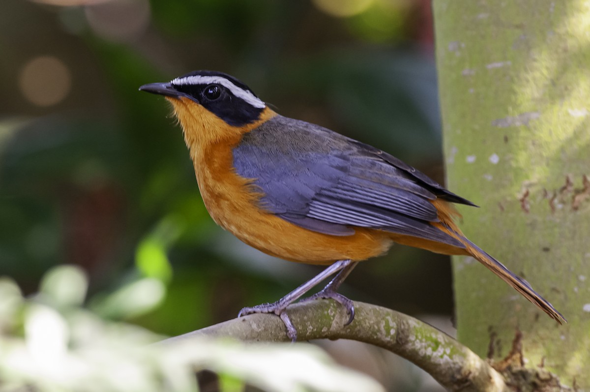 White-browed Robin-Chat - ML642631859