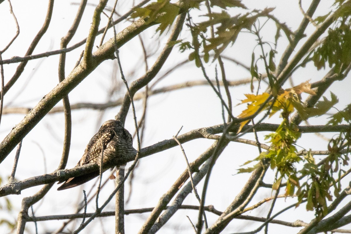 Common Nighthawk - ML642631869