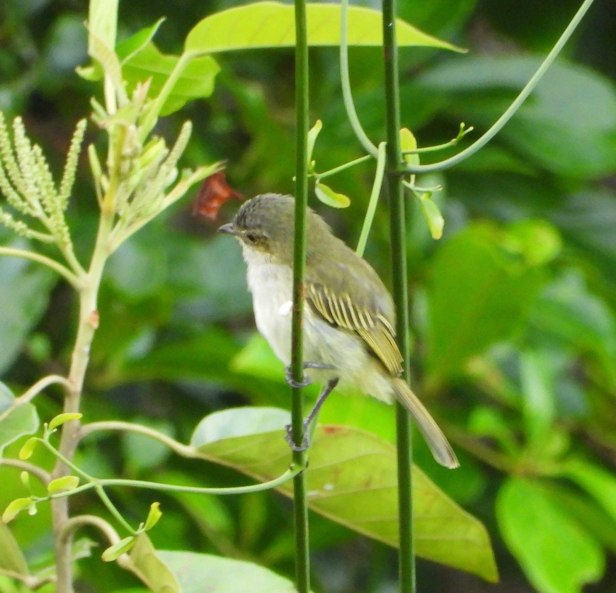 Mistletoe Tyrannulet - ML642631879