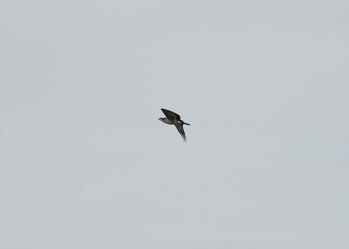Falco pescatore - ML642631885