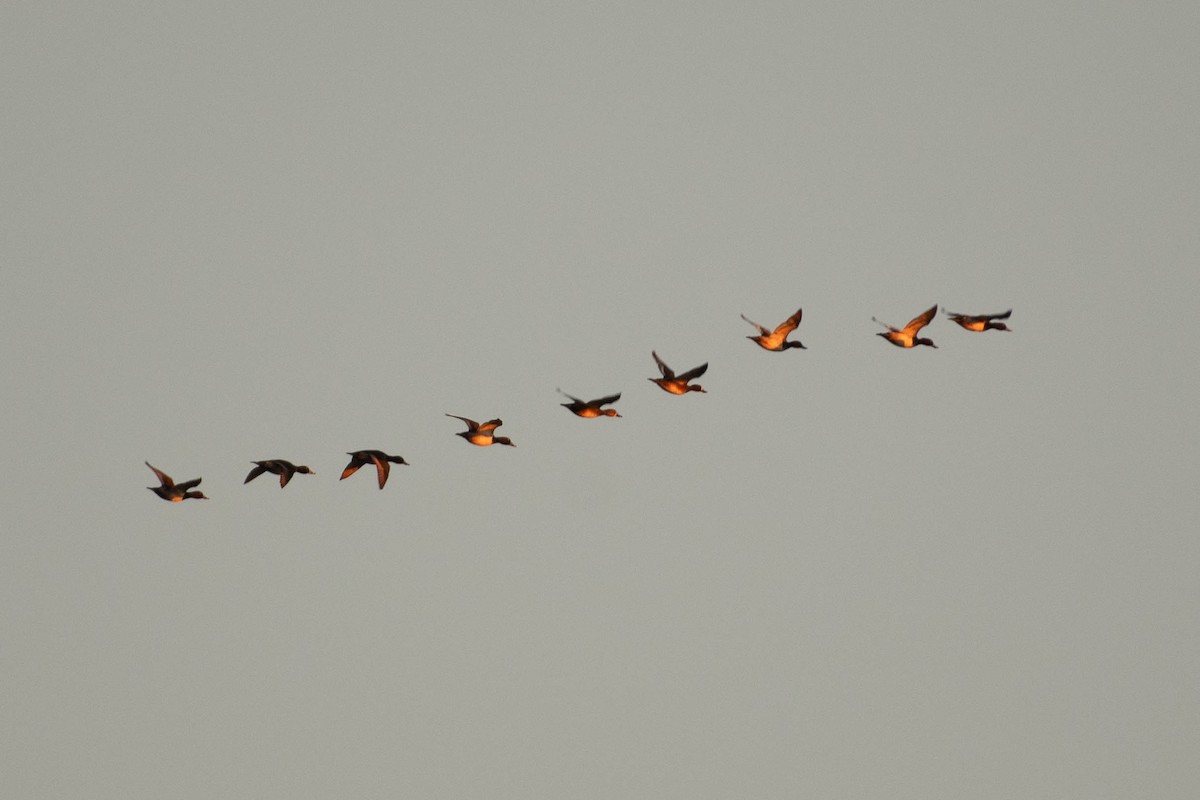 Greater/Lesser Scaup - ML642631920