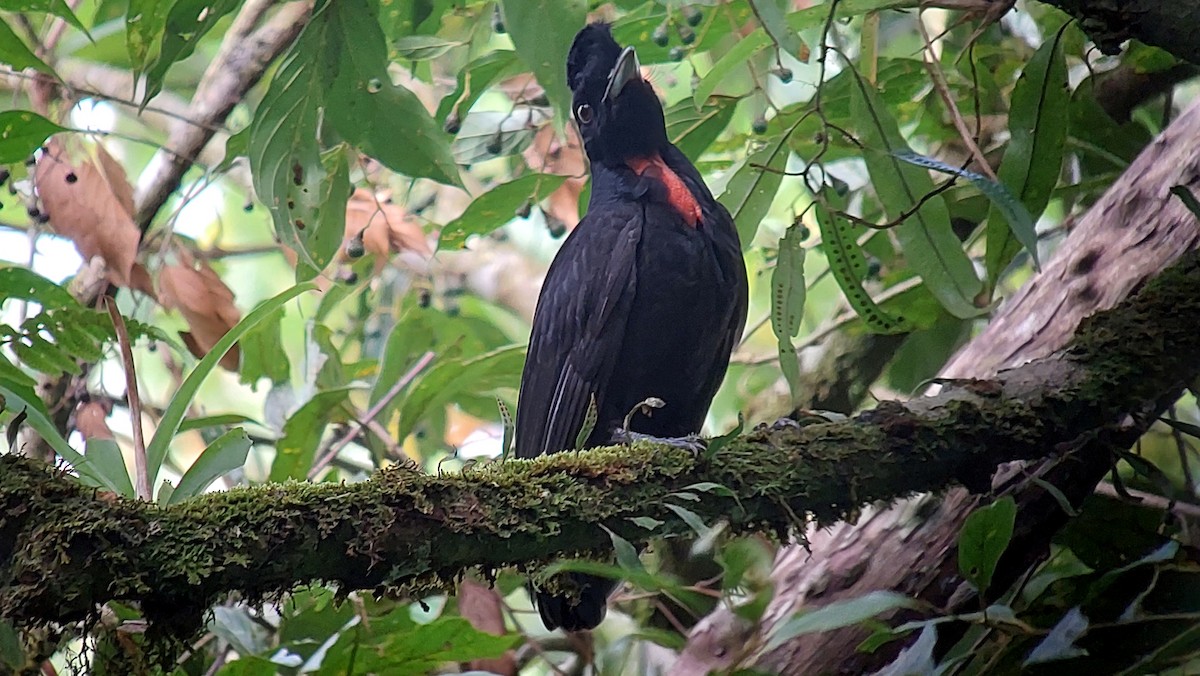 Bare-necked Umbrellabird - ML642631942