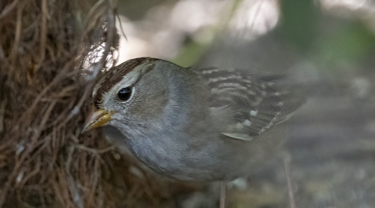White-crowned Sparrow - ML642631946