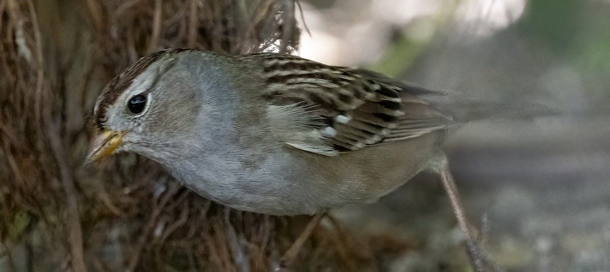 White-crowned Sparrow - ML642631948