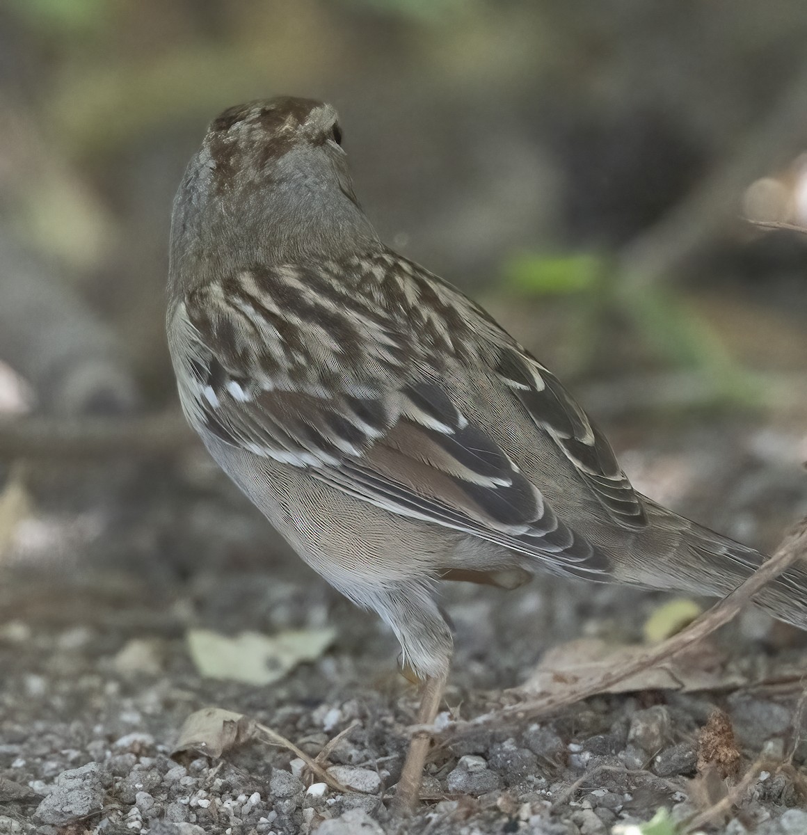 White-crowned Sparrow - ML642631949