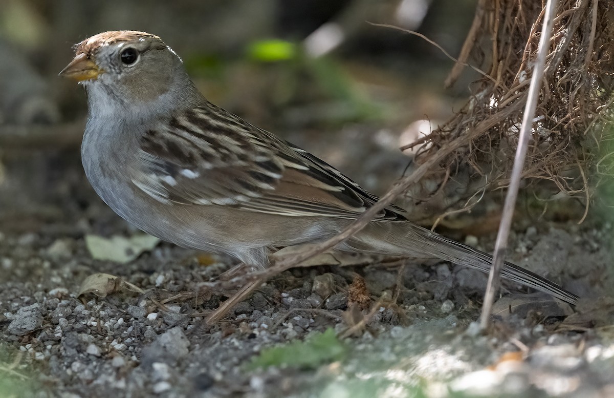 White-crowned Sparrow - ML642631950