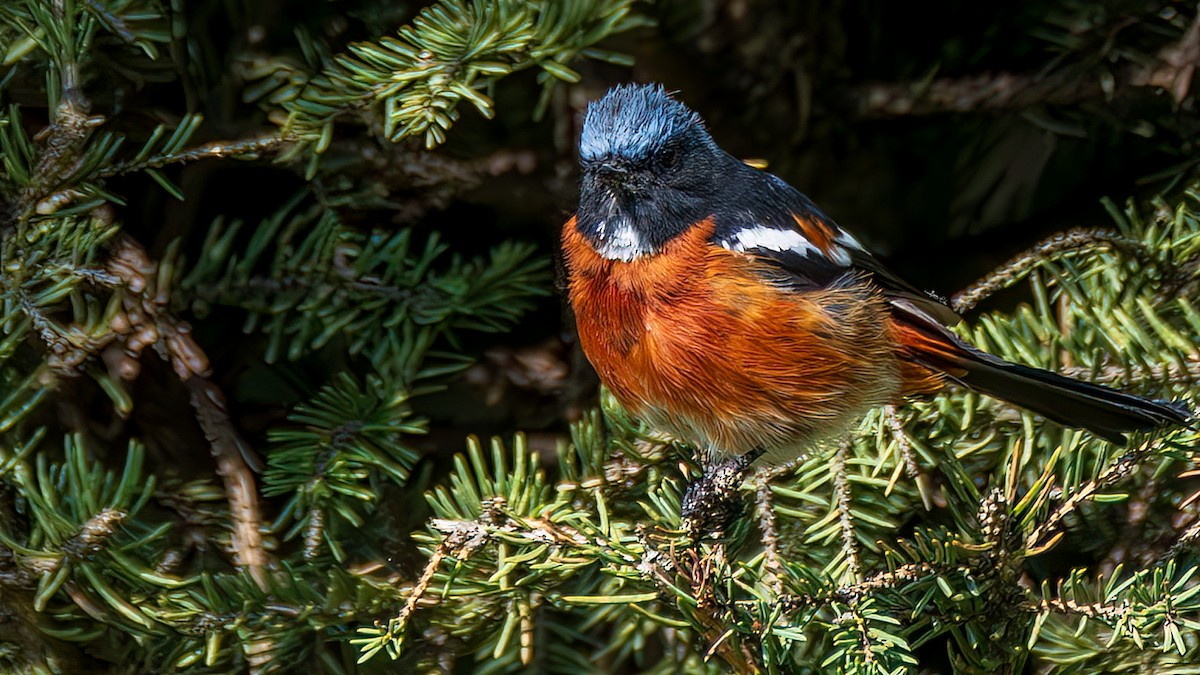 White-throated Redstart - ML642631955