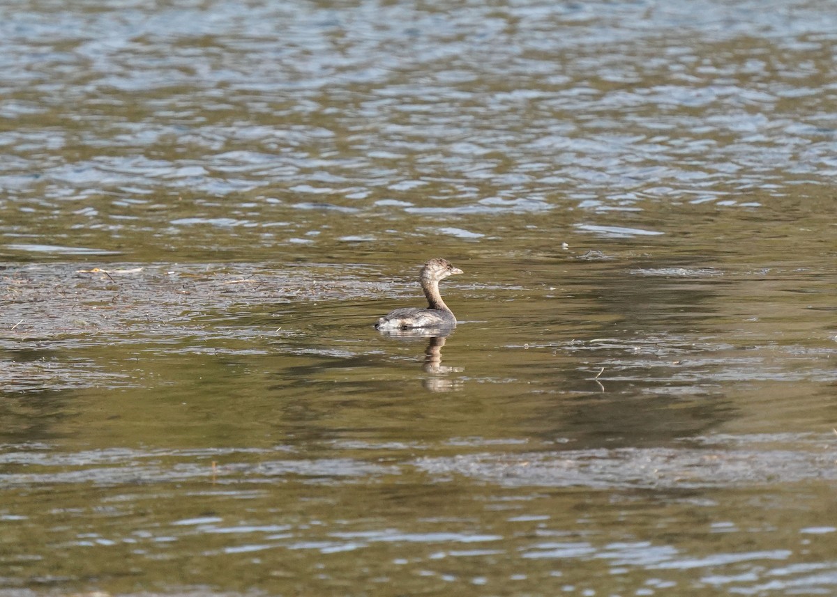 Pied-billed Grebe - ML642631979