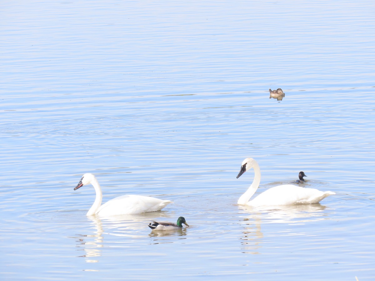 Trumpeter Swan - ML642632005