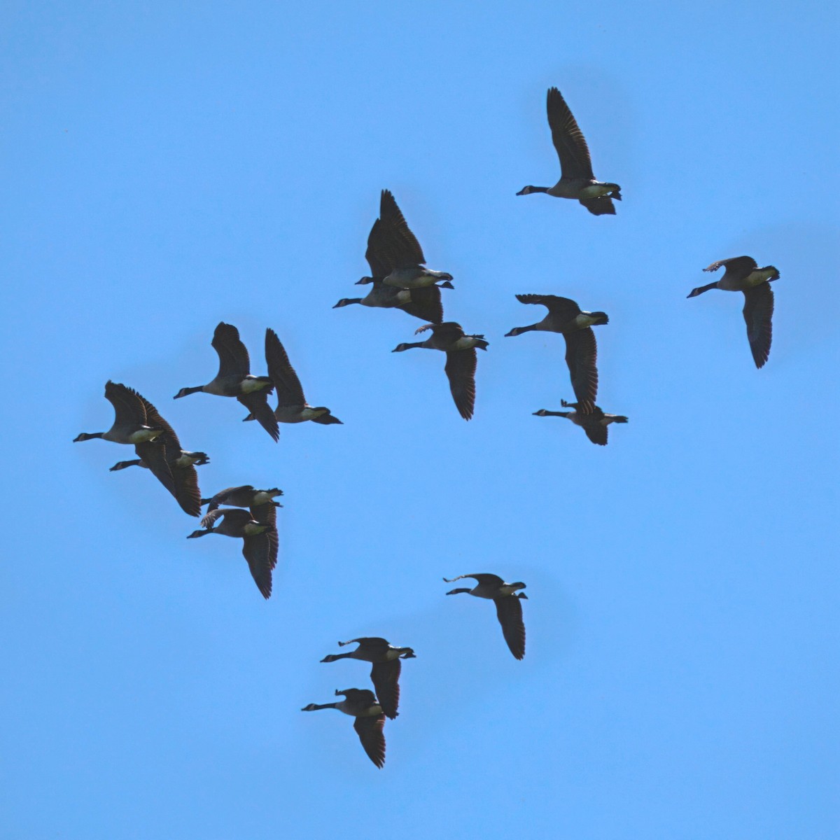 Canada Goose - ML642632019