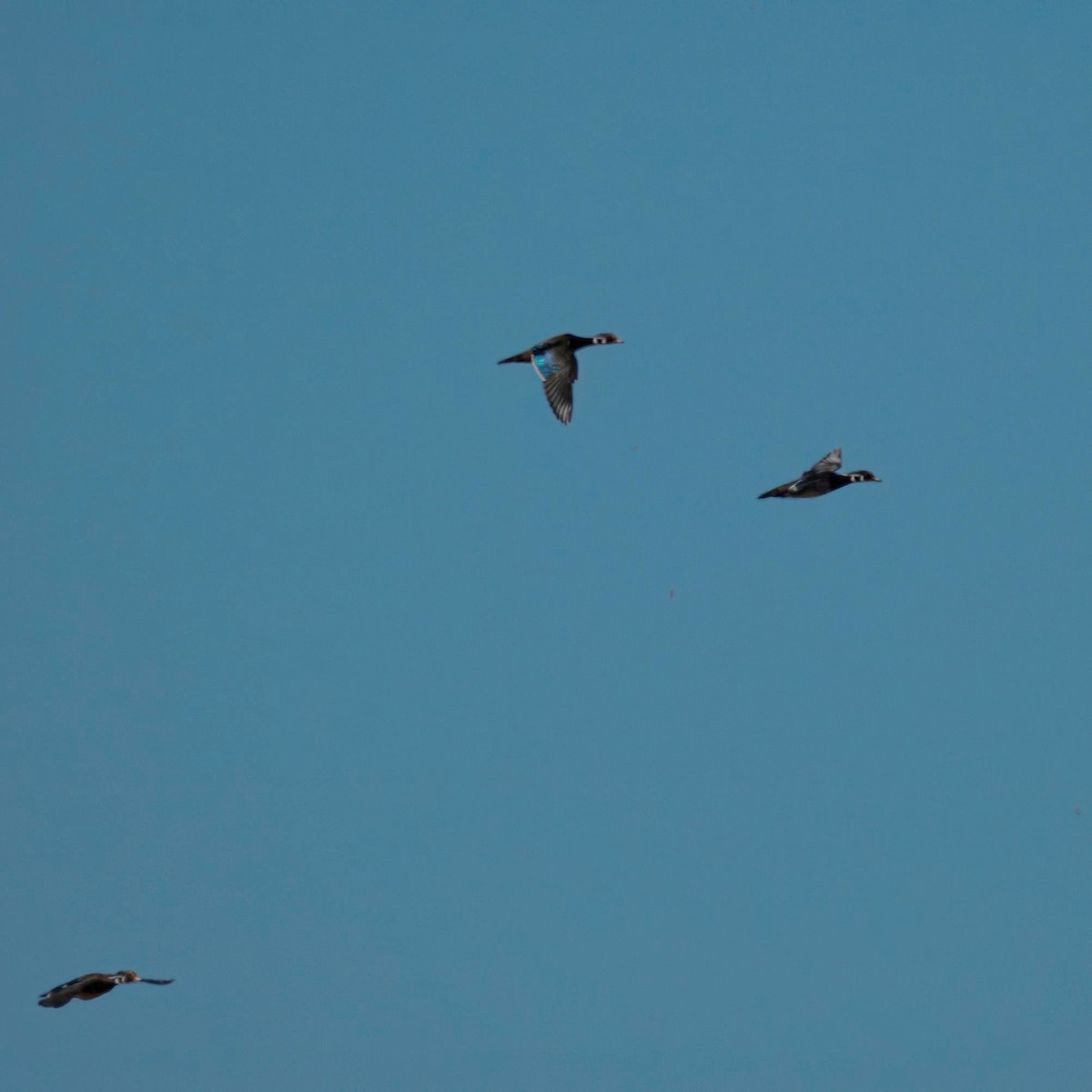 Wood Duck - ML642632025