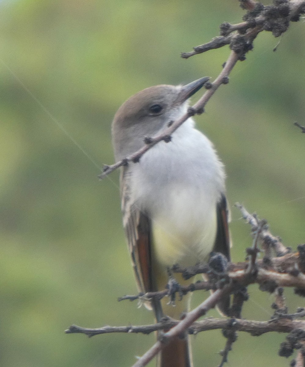 Ash-throated Flycatcher - ML642632041