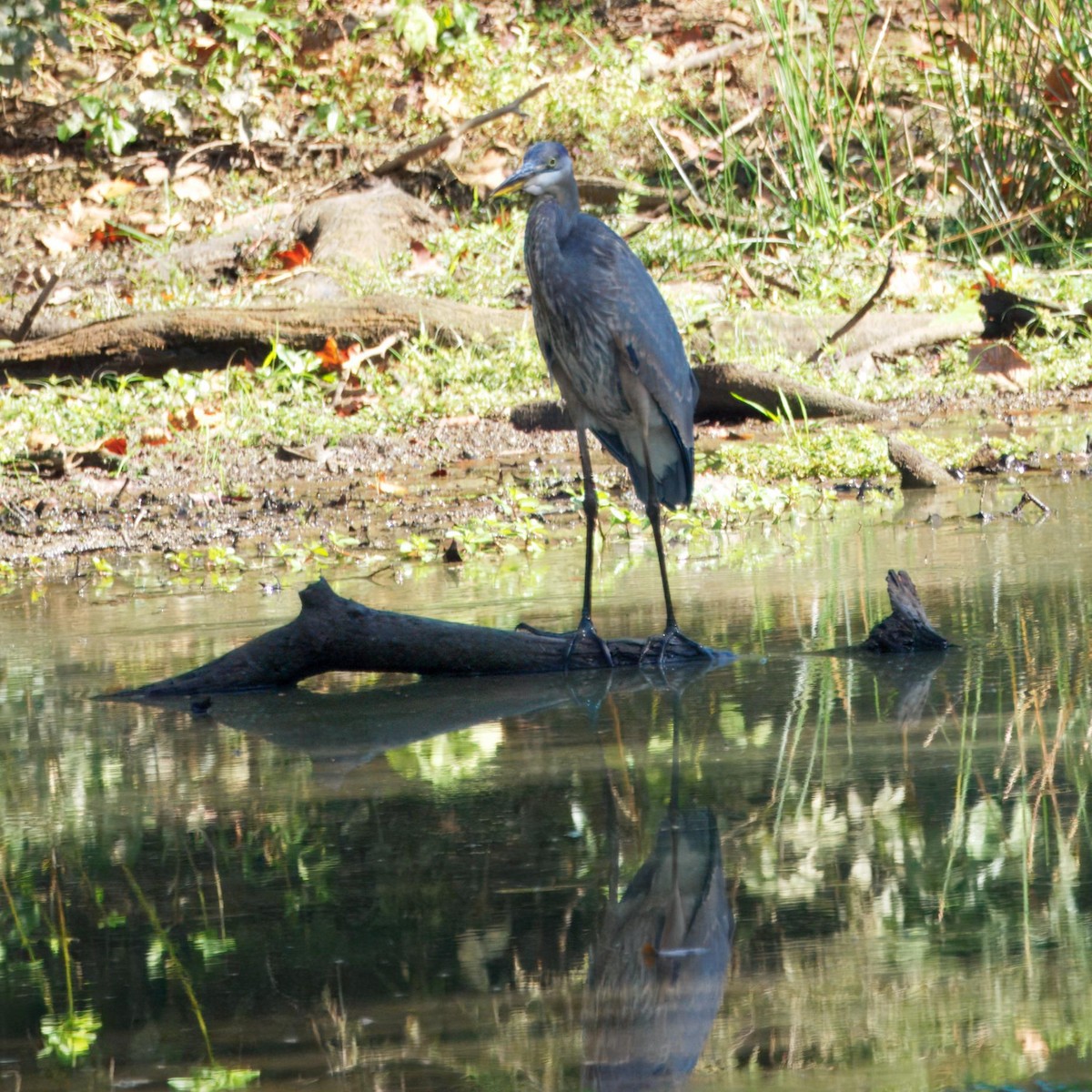 Great Blue Heron - ML642632043