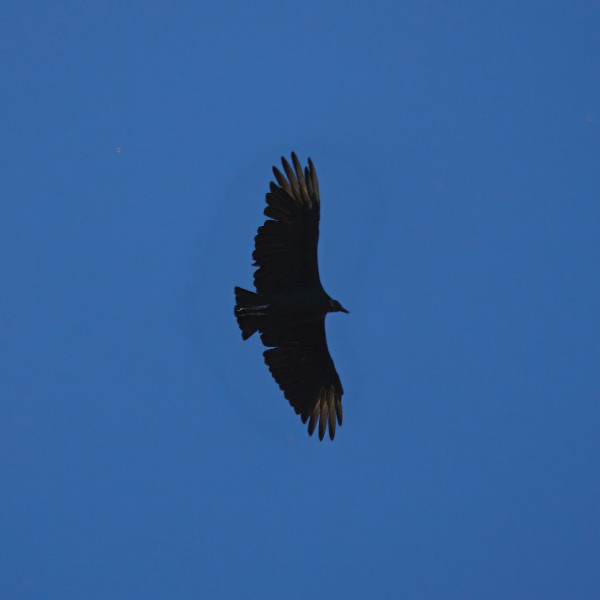 Black Vulture - ML642632047