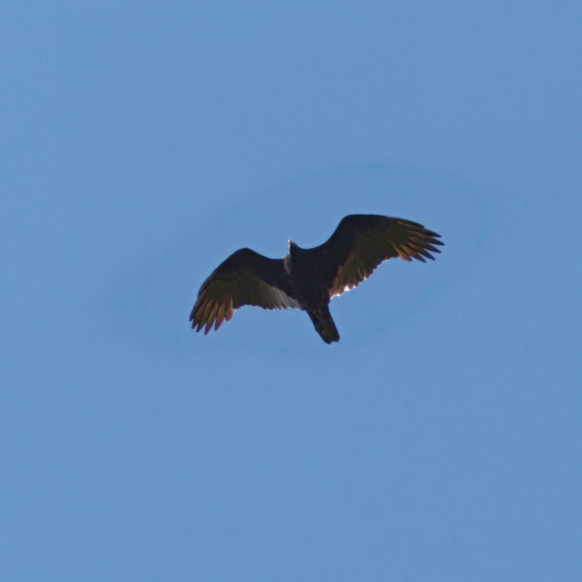 Turkey Vulture - ML642632049