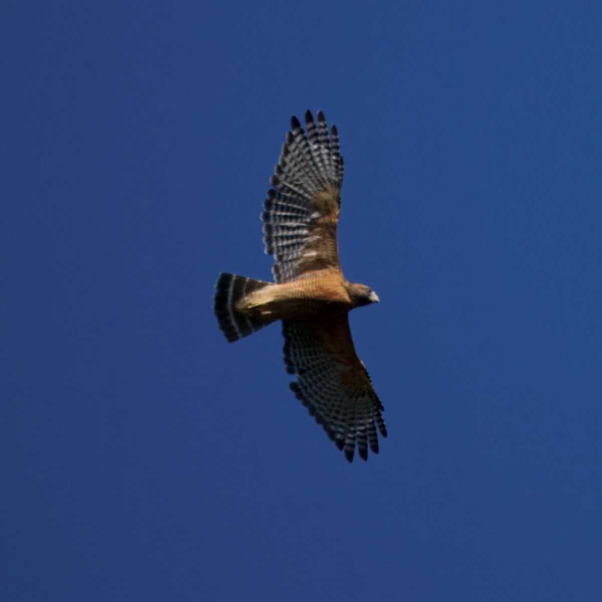 Red-shouldered Hawk - ML642632052