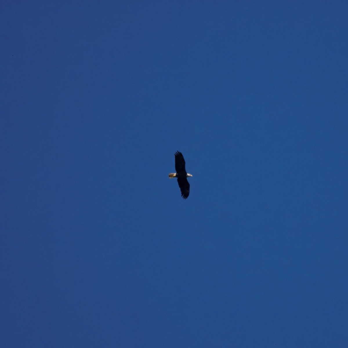 Bald Eagle - ML642632057
