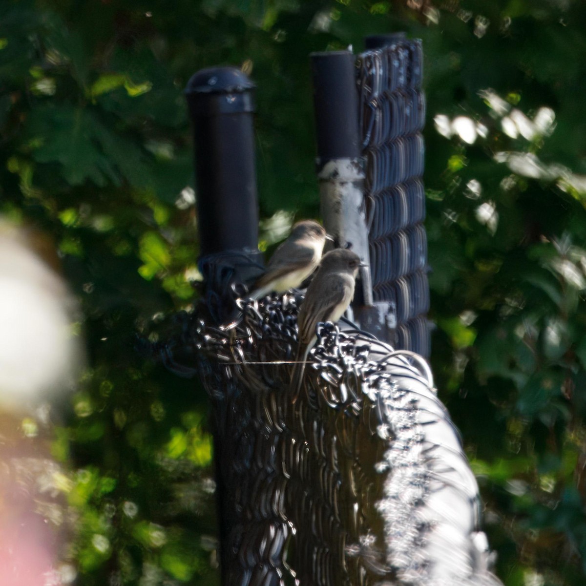 Eastern Phoebe - ML642632062