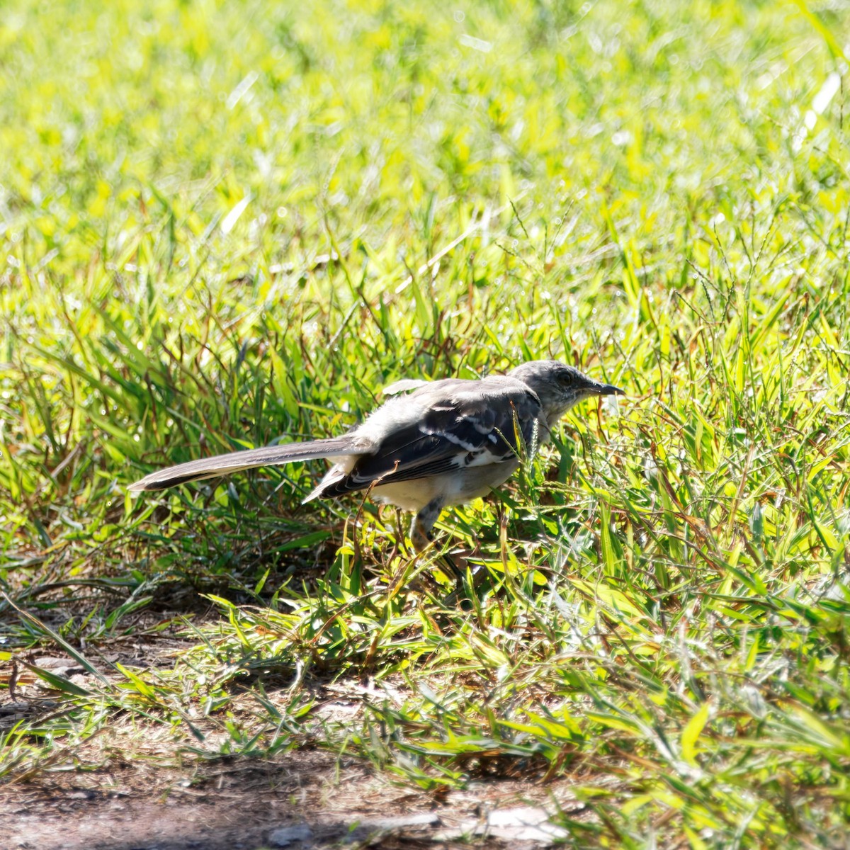 Northern Mockingbird - ML642632065