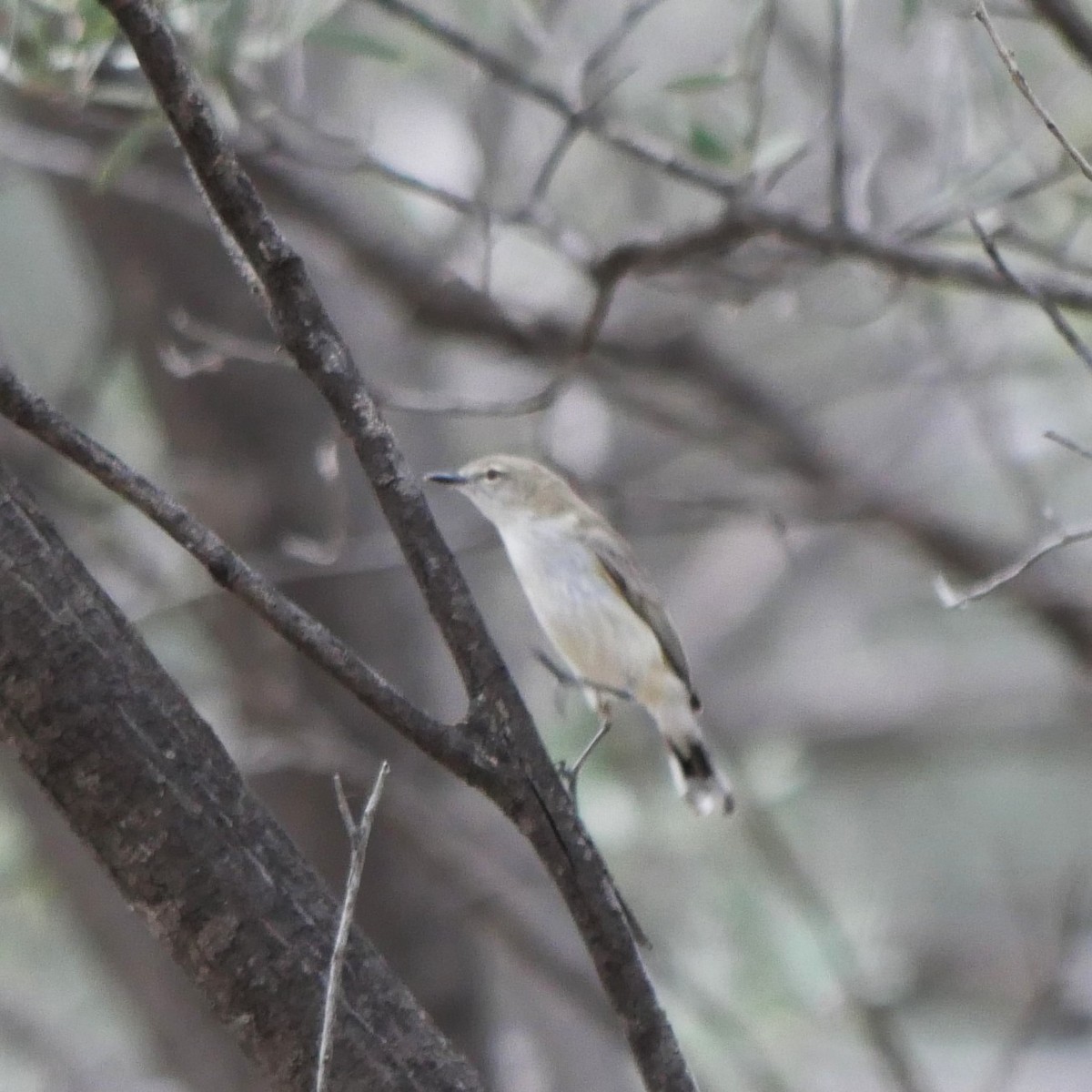 Western Gerygone - ML642632066