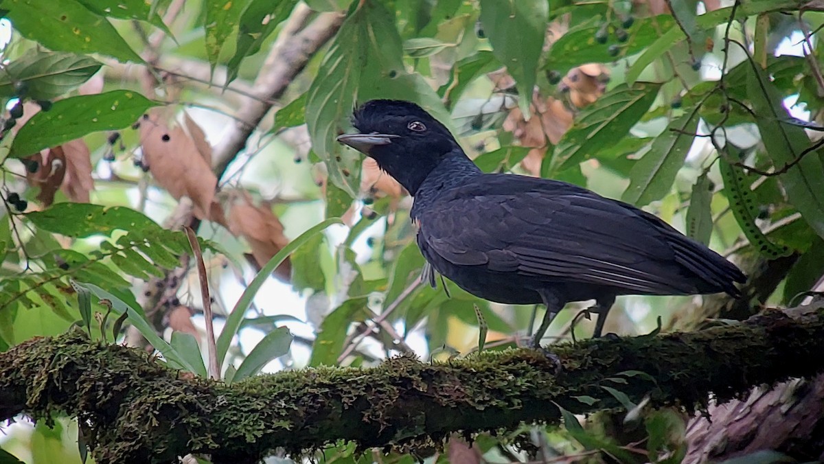 Bare-necked Umbrellabird - ML642632067