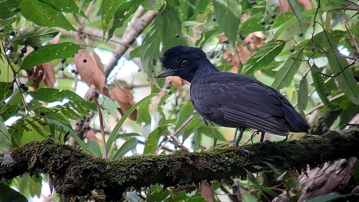 Bare-necked Umbrellabird - ML642632068